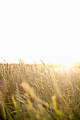 Bright sunshine shining through grasses in wild meadow
