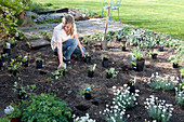 Planting a flower bed with white perennials