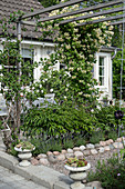 Honeysuckle climbing over pergola above gravel path with cobble edging