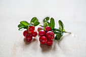 A sprig of lingonberries