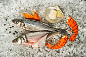 Fish and seafood on ice