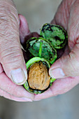 Hands holding fresh walnuts with green shells