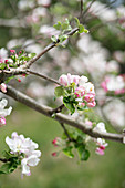 Blossom on branch of fruit tree