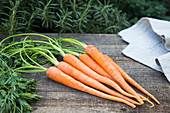 Organic Carrots on Wood Surface