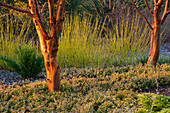 Garten mit Zimt-Ahorn und Bodendecker im Winter