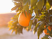 Orangen am Baum (Alentejo, Portugal)