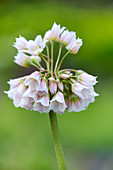 Nectaroscordum siculum (Bulgarischer Schmucklauch) Blütenmakro