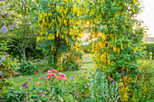 Blühender Goldregen als Torbogen im Garten