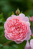 Rosa 'Strawberry Hill' (Englische Rose) von David Austin