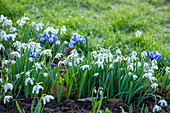 Schneeglöckchen (Galanthus nivalis) und Netziris (Iris reticulata) im Beet