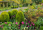 Parkanlage mit Buchs Kugeln (Buxus) und Tulpen (Tulipa) im Frühling