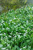 Blühende Bärlauch-Wiese (Allium ursinum)
