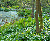 Kleiner Teich im Wald, Straußfarn (Matteuccia struthiopteris) und blühender Bärlauch (Allium ursinum)