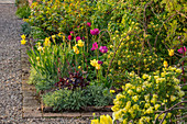 Beet mit Kronwicke 'Citrina' (Coronilla glauca) und Tulpen 'Negrita', 'Moonlight Girl' (Tulipa)