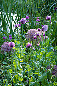 Violettes Beet mit Schlafmohn (Papaver somniferum) und Zierlauch (Allium)