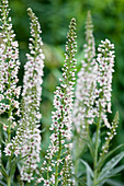 Spanischer Felberich (Lysimachia ephemerum) mit weißen Blüten