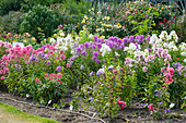 Duft-Beet mit verschiedenen Sorten Flammenblumen (Phlox paniculata)