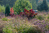 Herbst im Naturgarten Eisenkraut, Gäser, Gehölze in Herbstfärbung und Koniferen