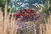 Judasbaum 'Forest Pansy' (Cercis) und Eisenkraut (Verbena bonariensis) im Herbst-Garten