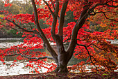 Japanischer Fächerahorn (Acer palmatum) in leuchtend roter Herbstfärbung am Teich