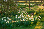 Zwiebelblumen-Wiese, Narzissen (Narcissus) und Schachblume, Schachbrettblume (Fritillaria meleagris)