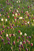 Zwiebelblumen-Wiese, Schachblume, Schachbrettblume (Fritillaria meleagris)