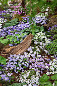 Chelsea-Flower-Show 2016, Leberblümchen (Hepatica)