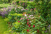 Rosen-Beet mit 'Eglantyne', 'William Shakespeare' (Rosa), Frauenmantel (Alchemilla) und Katzenminze 'Walkers Low' (Nepeta racemosa)