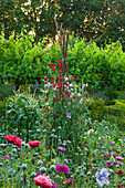 Beet mit einjährigen Sommerblumen, Duftwicken (Lathyrus odoratus) an Stangen