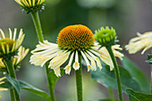 Sonnenhut 'Yellow Spider' (Echinacea)