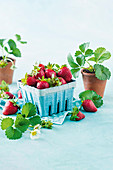 Stillleben mit Erdbeeren im Pappschälchen und Erdbeerpflanzen in Tontöpfen