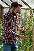 Tomaten im Gewächshaus ernten