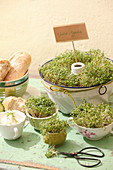 Cress growing in bundt cake tin, cups and bowls