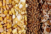 Maize and wheat grains, unmilled and milled