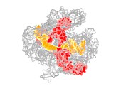 CRISPR-CAS9 gene editing complex molecule