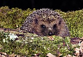 European hedgehog