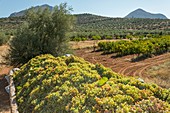 Grape harvest, Mycenae, Greece