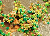 Staphylococcus bacteria, SEM