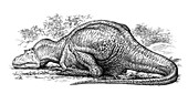 Albertosaurus dinosaur sleeping, illustration