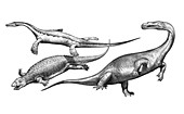 Prehistoric marine reptiles, illustration
