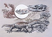 Estesia reptile anatomy and behaviour, illustration