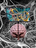 Brain research, conceptual illustration