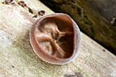 Auricularia fungus on sycamore wood