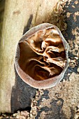 Auricularia fungus on sycamore wood