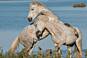 Camargue horses, France
