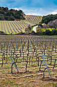 Vineyard, Spain