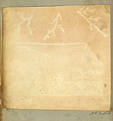 Lace and moss by Talbot, 1839