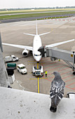 Aeroplane parked at gate