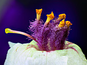 Mullein (Verbascum chaixii), macrophotograph
