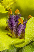 Dark mullein (Verbascum nigrum), macrophotograph
